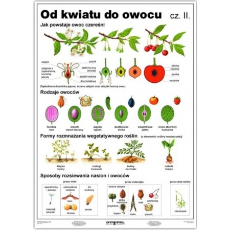 Od kwiatu do owocu II