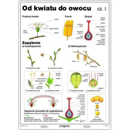 Od kwiatu do owocu I